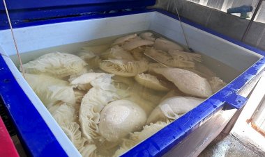 เตือนภัยสาวกหมูกระทะพึงระวัง!ปศุสัตว์ลุยจับรง.ชลบุรีนำอาหารสดแช่ฟอร์มาลิน 1.2 ตันขาย