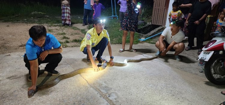 แตกตื่นกันทั้งหมู่บ้าน!ชมรมเบตงเพื่อสังคม จับงูจงอางยาว 4 เมตร แถมลูกงูเห่าอีกตัวชาวบ้านเผ่นกระเจิง