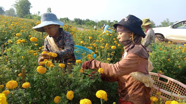 เกษตรกรพบพระปลูกดาวเรือง 7 ไร่ เก็บครั้งหนึ่ง(1รอบ)ได้ 5-6 หมื่นบาท