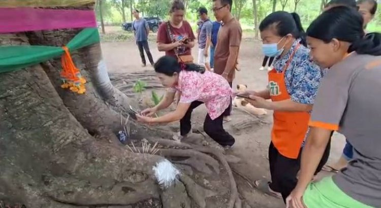 ชาวบ้านเมืองอุทัยธานีแห่ขอหวยต้นโพธิ์ยักษ์อายุกว่า 500 ปี หลังถูก 2 งวดติด