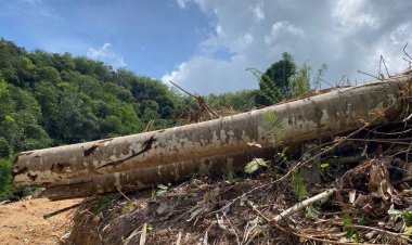 มอดไม้เหิมเดินหน้าทำลายป่าสงวนต้นน้ำ เหนือทะเลสาบเขื่อนบางลาง แม่น้ำปัตตานี