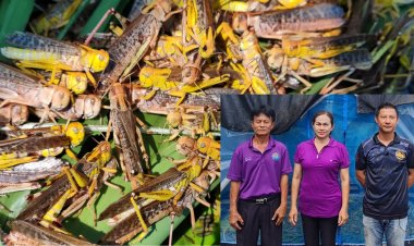 ผู้ใหญ่บ้านหนองคลอง เลี้ยงตั๊กแตนปาทังกา รายได้งาม เป็นแบบอย่างให้ลูกบ้านด้วย