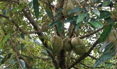 "ผลไม้เศรษฐกิจภาคใต้ 4 ตัว"  เติบโตขึ้นกว่า 77 %  ผลผลิตเกือบ 900,000 ตัน