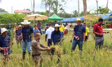 โรงเรียนสังวาลย์วิท 5 จัดกิจกรรมเกี่ยวข้าวพันธุ์ช่อขิง กับชาวสังวาลย์  ปลุกวัยใสรู้คุณค่าข้าวทุกเมล็ด