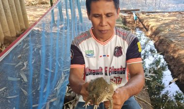 ผญบ.โคราชพลิกวิกฤติภัยแล้งซ้ำซากเลี้ยงกบในสวนไผ่สร้างรายได้เสริมจากปลูกข้าว