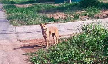 น่าเวทนา!!หมามายืนรอเจ้าของริมถนนเช้า-เย็น หวังให้เจ้าของมารับกลับบ้าน