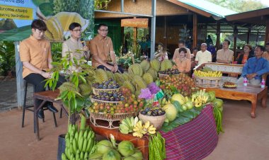 ศรีสะเกษเตรียมจัดงานเทศกาลทุเรียนดินภูเขาไฟ พร้อม เปิดทุเรียนพันธุ์พื้นเมือง(พันธ์ 238) สีเข้มรสละมุล