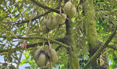 ทุเรียนGI ปราจีนบุรี-ผลไม้หลากหลายไปโลด!!  กู่ไม่หยุดในตลาดเพื่อนบ้านจีน-มาเลเซีย ใต้หวัน ส่งผลให้คนไทยกินทุเรียนแพง