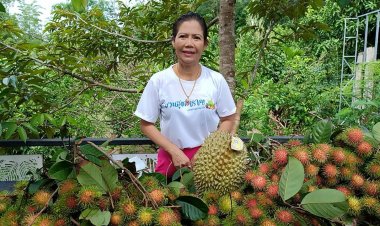 วันหยุดเชิญเที่ยวชม-ชิมหนึ่งอิ่ม-อร่อย ๆ เงาะ ทุเรียน สวนเกษตรอินทรีย์เมืองปราจีนบุรี ก่อนซื้อกลับบ้าน