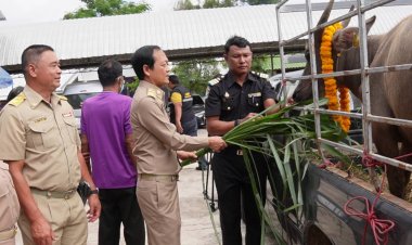 รองผู้ว่าฯศรีสะเกษเปิดโครงการรับมอบโคของคนตาบอดจังหวัดศรีสะเกษ