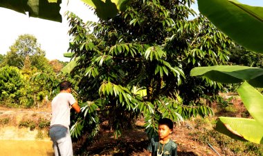 เภสัชกรหนุ่มนราธิวาส สร้างไอเดียแปลกใหม่ปลูกทุเรียนออกดอกนอกฤดูสำเร็จ เสริมรายได้จากงานราชการ