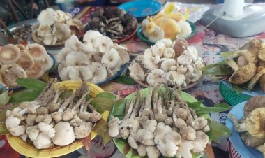 สสจ.อำนาจเจริญเตือนเจอผู้บริโภคเห็ดพิษพร้อมแนะวิธีปฐมพยาบาลเบื้องต้นแต่ยังไม่เสียชีวิต