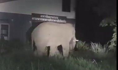 “เจ้าอ้วน”ช้างโทนป่าทับลานโผล่ กินขนุนและพืชผลของชาวบ้านโคราชกลางดึก