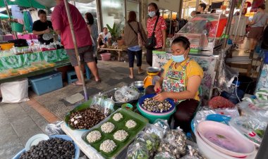 ปีหนึ่งได้กินครั้งเดียว!เห็ดเผาะ ขาว-อ่อน-ไม่เหนียว เคี้ยวเพลิน ราคาทะลุ กก.ละ 700 บาท