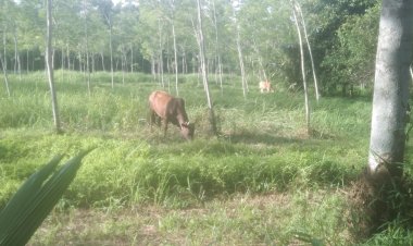 “โค”ราคาวูบ 20 % เจรจาการส่งออกจีน-มาเลเซีย  ส่วนโคพื้นบ้าน-โคกุรบัน ส่งออกมาเลเซียปกติ