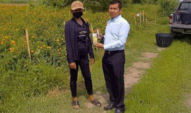 ศูนย์พัฒนาเกษตรเพชรบูรณ์ลงพื้นที่แปลงทดลองปลูกดอกดาวเรือง