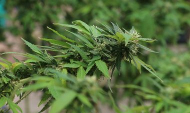 เครือข่ายเขียนอนาคตกัญชา เดินสายทั่วไทย ล่า 50,000 รายชื่อ ไม่เอากัญชากลับไปเป็นยาเสพติด