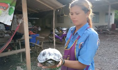 ชาวบ้านเมืองนาดีพบเต่าเดินข้ามถนนเชื่อมาให้โชคจับทาแป้งเห็นเลข 13