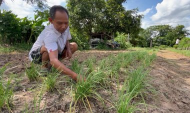 สวนกุยช่ายขาวแหล่งใหญ่ขอนแก่น เจอดินเค็มต้องไถทิ้ง วอนรัฐช่วยเหลือเร่งด่วน