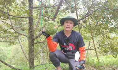 อยากอร่อยแยกให้ออก จะอร่อยแบบไหน "โอฉี่"หรือ"มูซังคิง"ทุเรียนขึ้นชื่ออำเภอเบตง