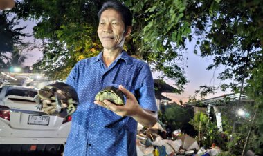 ฮือฮา!ครอบครัวเต่าหับบุกกินอาหารถึงครัวกำนัดบ้านสร้างเมืองปราจีนบุรี