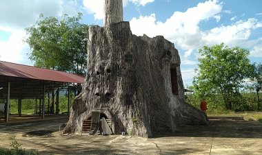 เต่าเผาผีแปลก!!ใครผ่านไปผ่านมาอันเป็นต้องจอดรถถ่ายรูป สร้างด้วยลายรากไม้เผาไหม้