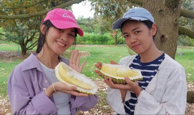 นักท่องเที่ยวแห่ชิมทุเรียนเสิงสางโคราชคึกคักดันยอดขายวันละ 1 ตัน สร้างรายได้อย่างงาม