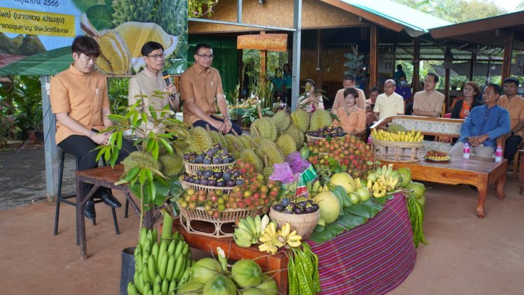 ศรีสะเกษเตรียมจัดงานเทศกาลทุเรียนดินภูเขาไฟ พร้อม เปิดทุเรียนพันธุ์พื้นเมือง(พันธ์ 238) สีเข้มรสละมุล