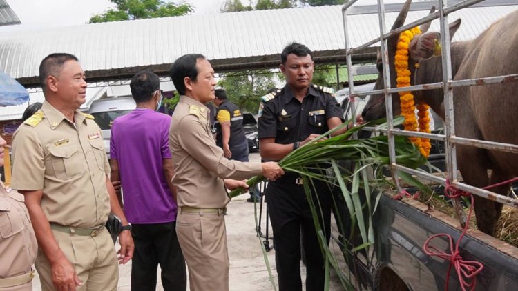 รองผู้ว่าฯศรีสะเกษเปิดโครงการรับมอบโคของคนตาบอดจังหวัดศรีสะเกษ
