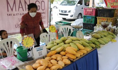 มะม่วงเชียงใหม่สร้างรายได้ให้เกษตรกรหลายพันล้านต่อปี