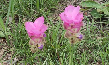 ดอกกระเจียวบานเต็มทุ่ง มนต์เสน่ห์อุทยานแห่งชาติป่าหินงาม