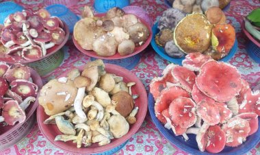 ชาวอำนาจเจริญเปิบเมนูเห็ดเป็นพิษเสียชีวิตรายแรก-หมอแนะเคล็ดลับแก้ดื่มน้ำอุ่นผสมเกลือแล้วล้วงคอให้อาเจียน