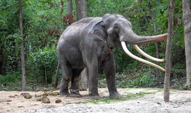 “วราวุธ” ไม่ขอพูดถึงเรื่องส่ง “พลายศักดิ์สุรินทร์” กลับ บอกอยู่ในพระบรมราชานุเคราะห์แล้ว