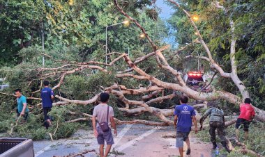 ฝนถล่มโคราชโค่นต้นไม้ใหญ่ขวางถนนหลวง 304 รถติดยาวหลายกิโลเมตร