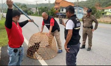 ตำรวจอุทัยฯลุยเอง!นำซุ้มไก่ไล่จับสุนัขจรจัดถูกรถเฉียวชนไปมอบวัดสังกัตน์คีรีดูแลเบื้องต้น