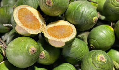 เกษตรกรอินเดียรุมต้านส่งออกหมากไทยสะดุดเร่งเจรจาพ่อค้าจีนส่งออกเพิ่ม