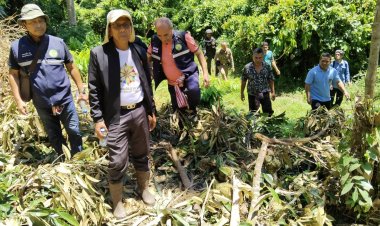 ชาวสวนทุกข์หนัก!ช้างป่าบุกทำลายสวนทุเรียนชาวบ้านในพื้นที่ ต.อัยเยอร์เวง พังยับ
