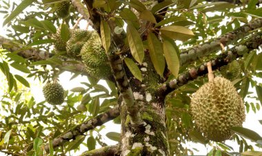 ราคาตกต่ำ!เกษตรกรรือเสาะโค่นทิ้งต้นยางปลูกทุเรียน ผลผลิต 200 ต้น ขายได้ 2 ล้านบาท