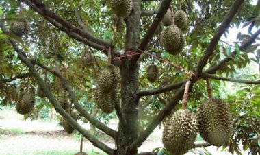ผู้ว่าฯพัทลุงสั่งคุมเข้มหลอกขายทุเรียนอ่อน มีโทษจำคุก 3 ปี ปรับเงิน 6 หมื่นบาท