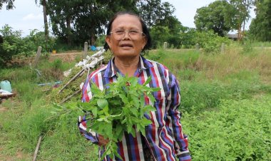 ฝนตกชุก ผลผลิตดก เกษตรกรปลูกสวนกระเพราเศร้า รายได้หด จากถุงละ 100 เหลือ 50 บาท