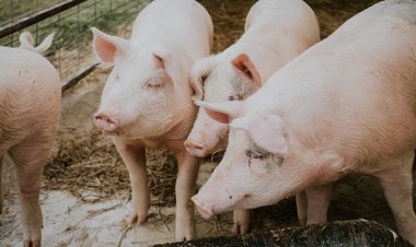 ต้นทุนพุ่ง-ไม่คุ้มลงทุน!“ธุรกิจหมู”เผชิญวิกฤติหนักคาดไม่ถึงสิ้นปีเกษตรกรเลิกเลี้ยงสุกรทั้งระบบ