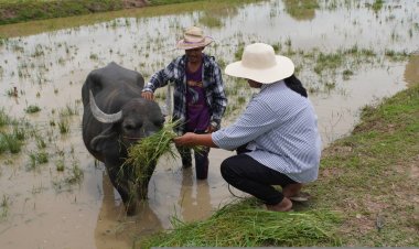 เลียบเลาะไปดูกระบือแคระนำโชคมาสู่สุพัตราฟาร์มตั๊กแตน" ลิ้มรสพันธุ์"โมจีนไข่"รสชาติอร่อยแซบเวอร์