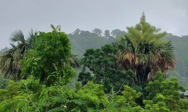 อุทยานฯทับลานปีนี้ร้อน-แล้งจัดพบต้นลานแทงช่อดอกมากเกิน 10,000 ต้น หวั่นต้นไม้ดึกดำบรรพ์สูญพันธุ์