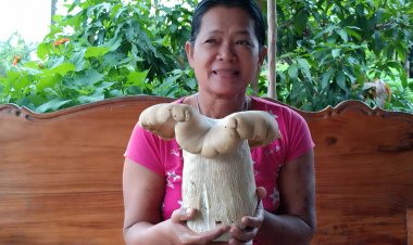 ฮือฮา!ดอกเห็ดตีนแฮดยักษ์ดอกใหญ่เท่าหัวเด็กทารกขึ้นกลางป่ายูคาลิปตัส