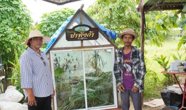 อาชีพใหม่มาแรง!เกษตรกรอำเภอวังหินผันตัวเปิดฟาร์มเลี้ยงตั๊กแตนปาทังกา"โมจีนไข่"ขายสร้างรายได้หลายหมื่น/เดือน