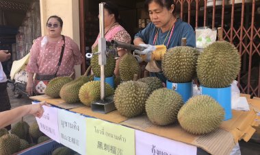 ข้าราชการเกษียณช้างไม่ป่วยขายทุเรียนเบตงตั้งโต๊ะรายได้วันละ 10,000 บาท