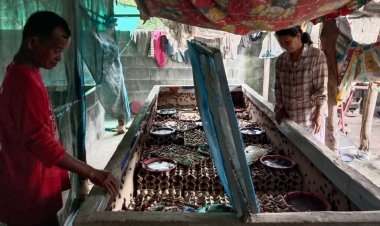 คุณตาโคราชเลี้ยงจิ้งหรีดอาชีพเสริมกลายเป็นอาชีพหลักโกยรายได้หลักหลายหมื่น/เดือน