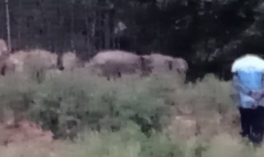 ผวายกหมู่บ้าน! โขลงช้างป่าทับลานกว่า 30 ตัวบุกยึดสวนมัน 2 รอบพังราบ (มีคลิป)