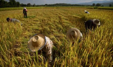 ม.หอการค้า เผย ชาวนาไทยจนที่สุดในเอเชีย แม้ส่งออกติดอันดับโลก เหตุผลผลิตต่อไร่ต่ำ