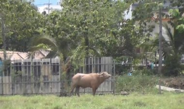 ระทึก!ควายหนุ่มคลั่งไล่ขวิดหญิงเจ้าของคนใหม่ ที่ซื้อมาเลี้ยงได้เพียง 2 วัน ขาหัก